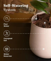 Self-watering pot system for Aglaonema Snow White Plant showing water reservoir, cocopeat soil, and pour zone for hassle-free plant care.